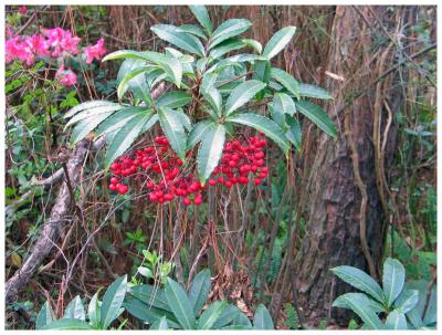 Red Berry Plant_5519