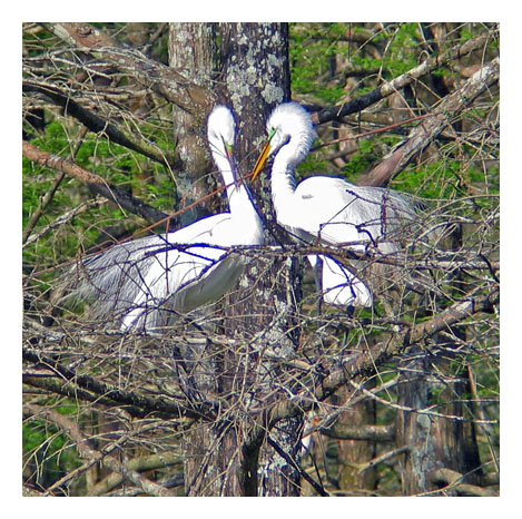 Building Their Nest_5738