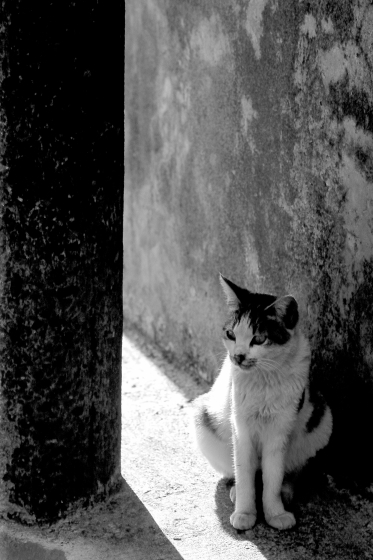 CAT-0042