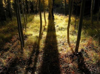 Aspen Study #5