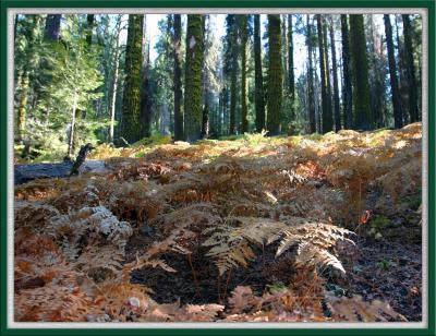 Golden Ferns