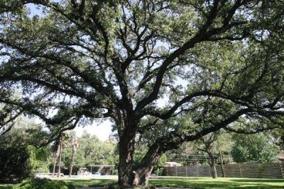 Trees, pets, and other friends