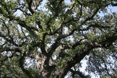 Live Oak 3.jpg