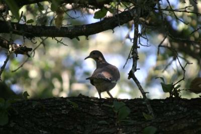 Dove_1.jpg