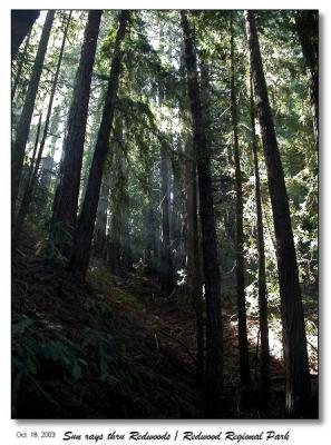 Light rays thru the redwoods