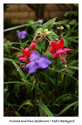 Fuchsia and Pine Spiderwort