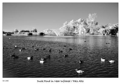 The Duck Pond in Infrared