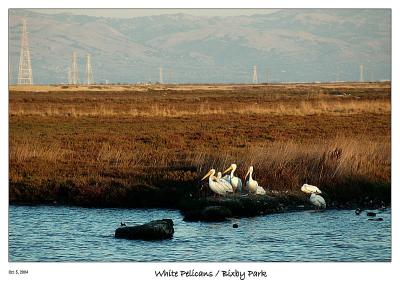 Some White Pelicans