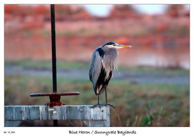 Blue Heron