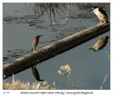Face-off between Green Heron and Black Crowned Night Heron