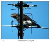 Red Tailed Hawk visits the yard