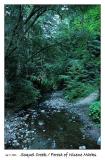 Soquel Creek