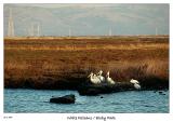 Some White Pelicans