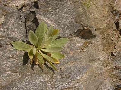 Verbascum thapsus (Mullein)
MP 380.0 S, 2720'