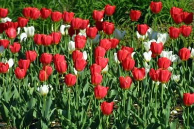 DOMESTIC FLOWERS GROUPS