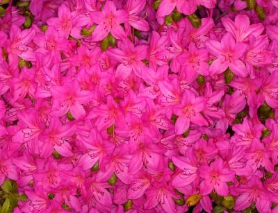 FLOWERING SHRUBS