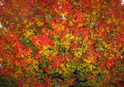 06850 Bradford Pear