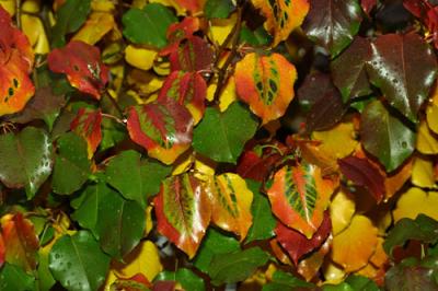 06857 Bradford Pear