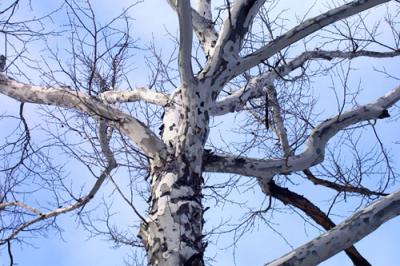 08268 Sycamore