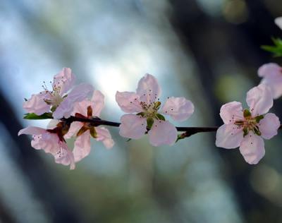 09099 Peach Blossoms