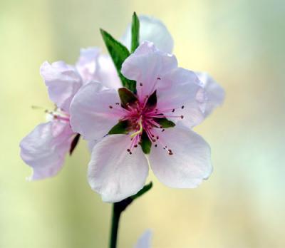 09100 Peach Blossoms