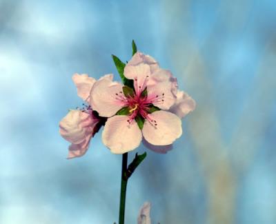09102 Peach Blossoms