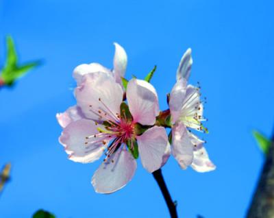 09103 Peach Blossoms