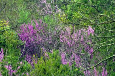 09248 Redbud