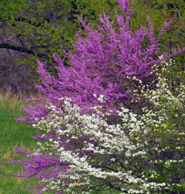 09294 Redbud and Dogwood