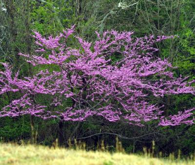09345 Redbud