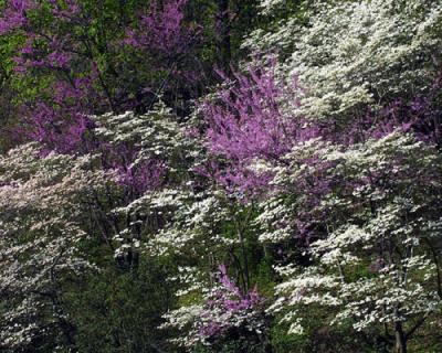 09545 Redbud and Dogwood