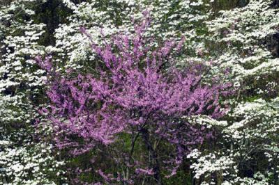 09556 Redbud and Dogwood