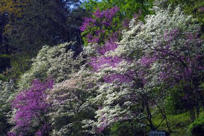 09561 Redbud and Dogwood