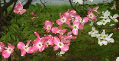 10171Dogwoods