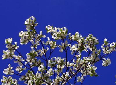 10235 Dogwood