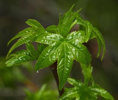 10245 Sweetgum