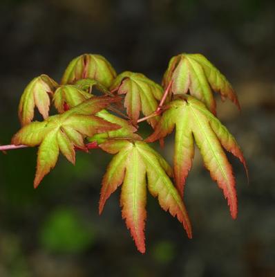 10249 Japanese Maple