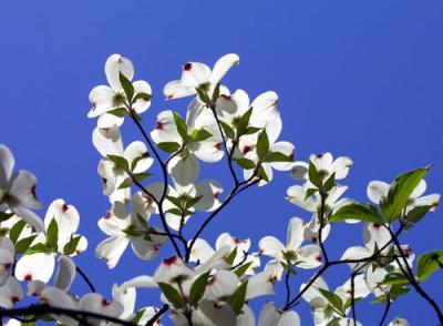 10269 Dogwood