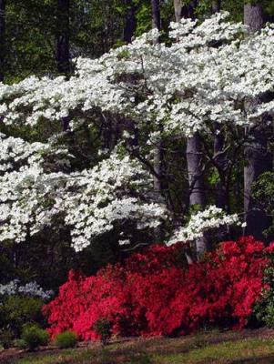 10329 Dogwood and Azalea