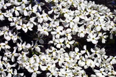 10346 Dogwood