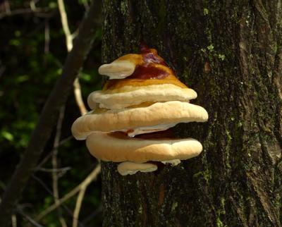 12246 Tree fungus