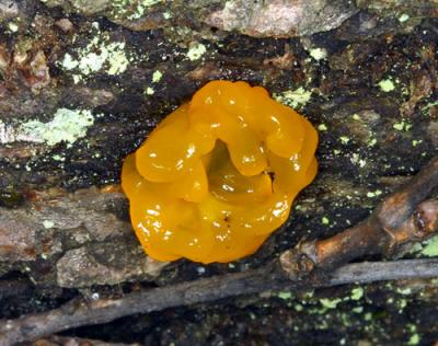 12286 Witches Butter