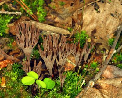 13132 Coral Fungi