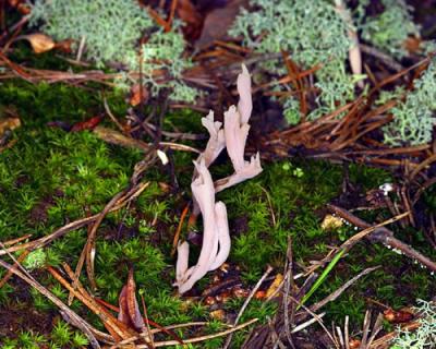 13277 Coral Fungi