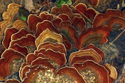 13290 False Turkey Tails