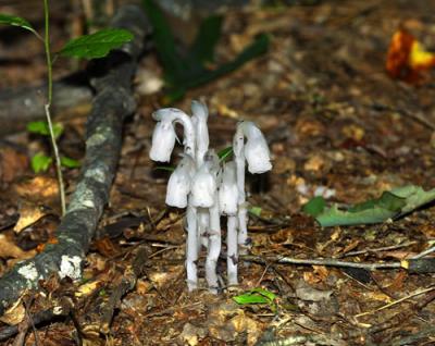 13706 Indian Pipe