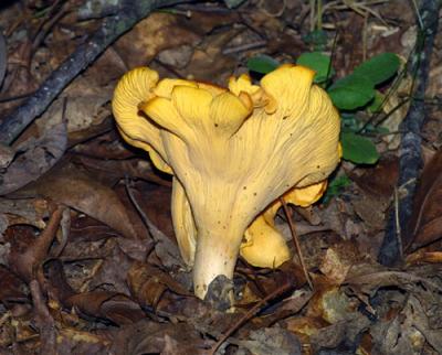 13912 Chanterelle