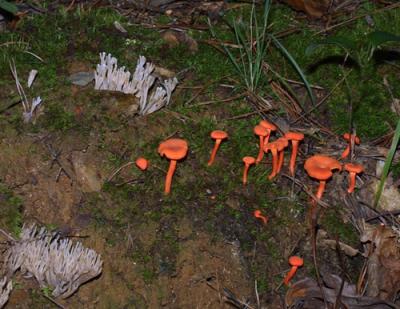 13915 Chanterelles and Coral