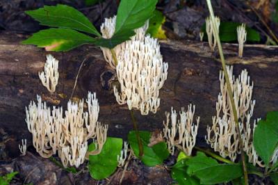 13935 Coral Fungi