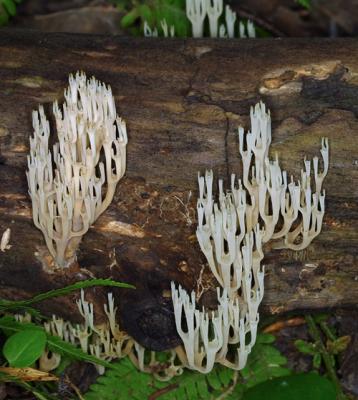 13936 Coral Fungi